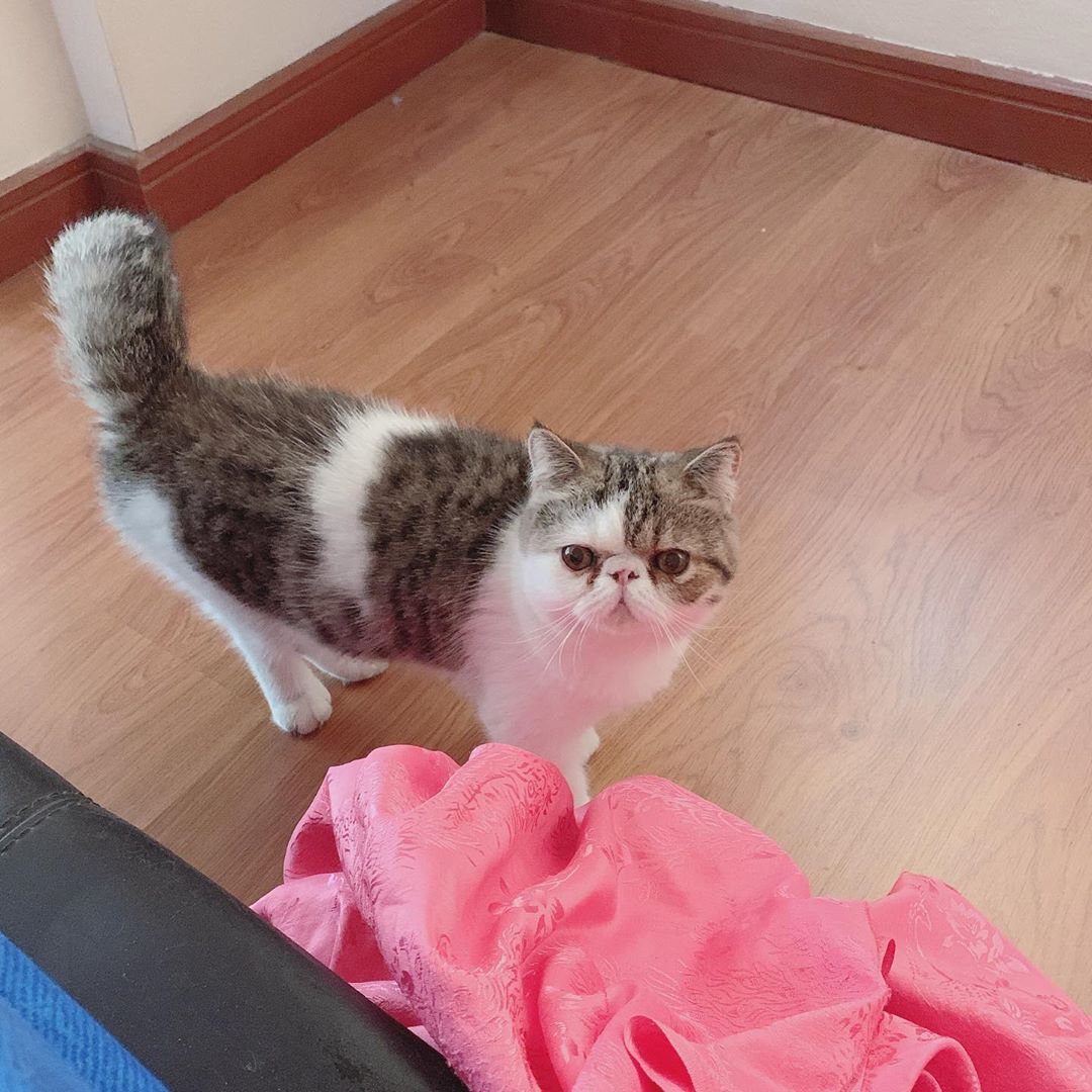 onde comprar gato exótico online mais barato, comprar gato exótico bom