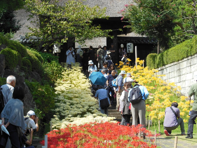 �������̃q�K���o�i