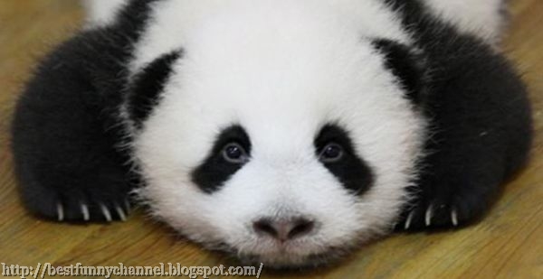 Sweet panda.