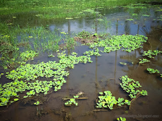 Water Cabbage And Wild Aquatic Plants Grow In The Rice Fields Before Planting Rice North Bali Indonesia