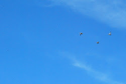 let fly birds destination animal