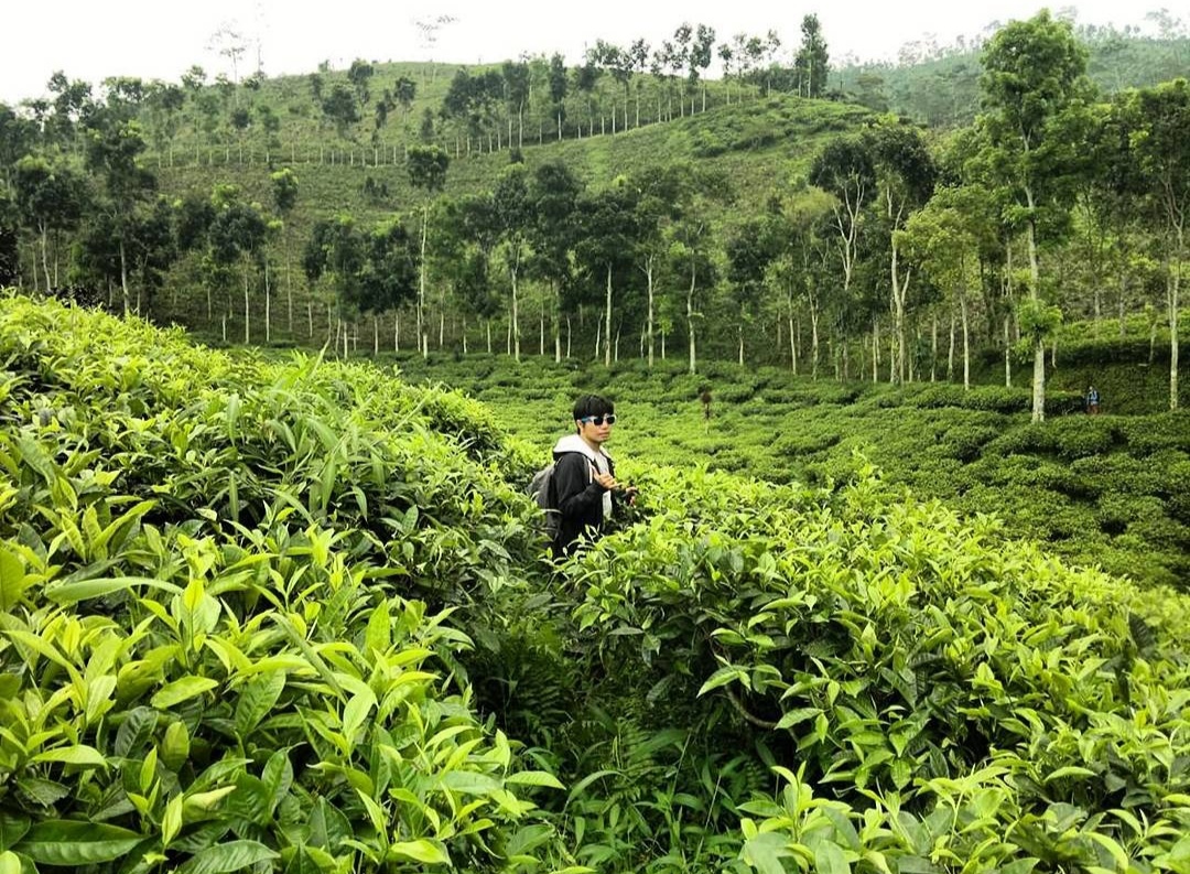 Pemandangan Kebun Teh Gunung Gambir Jember