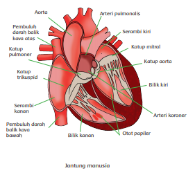 Sistem Peredaran Darah -Organ Peredaran Darah