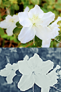 photo of flower in bright color contrasted with same photo in black and white