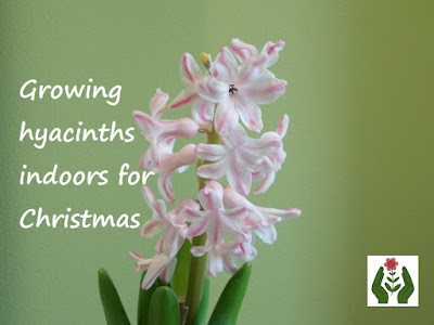 Growing hyacinths indoors for Christmas Green Fingered Blog