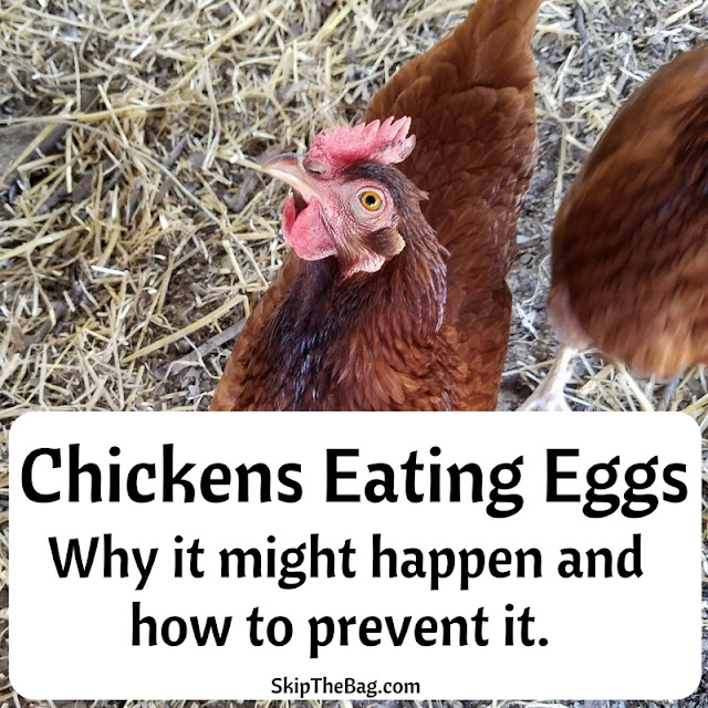 Skip The Bag Chickens Eating Eggs