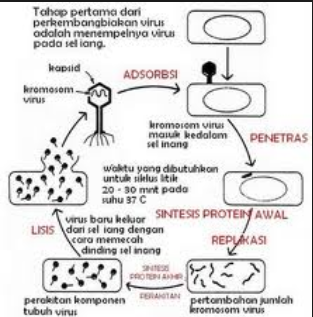 Ekor virus menempel pada dinding bakteri terjadi pada tahap