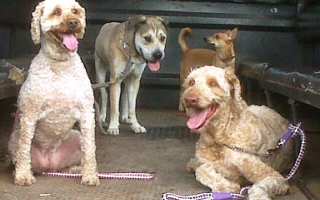 Polres Tabanan Gagalkan Penyelundupan Anjing dan Kucing