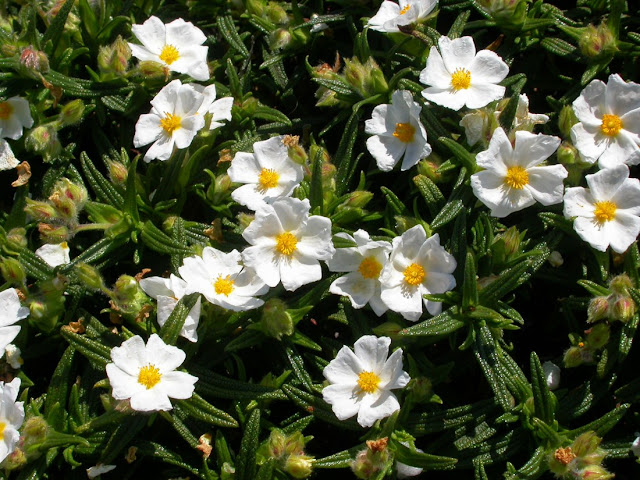 Cistus monspeliensis Cistus monspeliensis