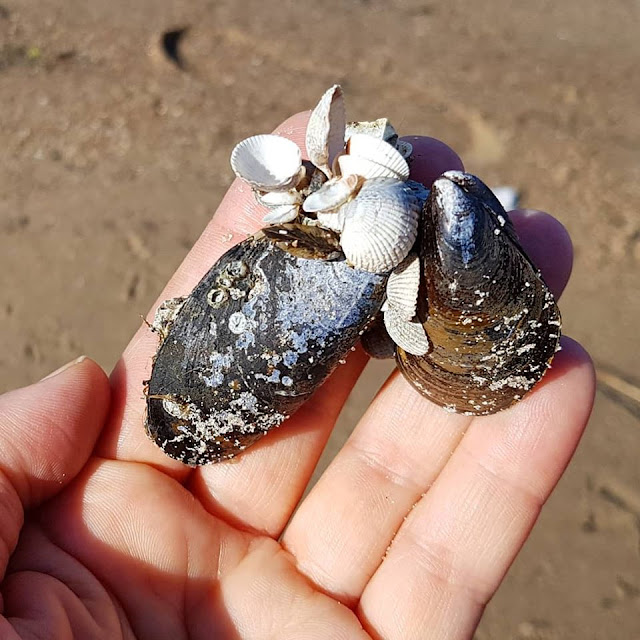 Küsten-Spaziergänge rund um Kiel, Teil 2: Der Ölberg in Mönkeberg. An den Stränden der Umgebung kann man super Muscheln sammeln wie hier in Hasselfelde.