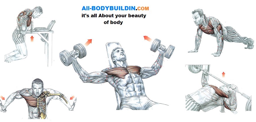 Best Chest Workouts - Top 5 Proven Workouts - Bodydulding