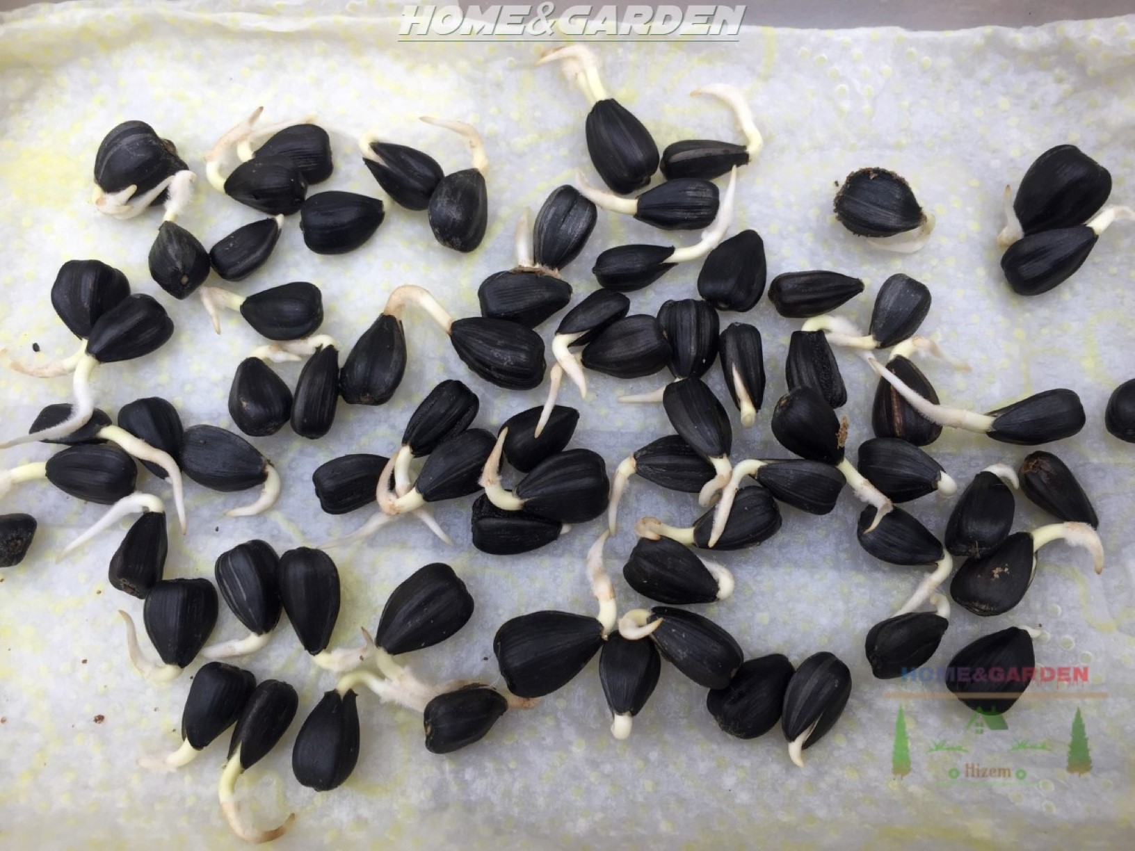 How to Start Sunflower Seeds Indoors