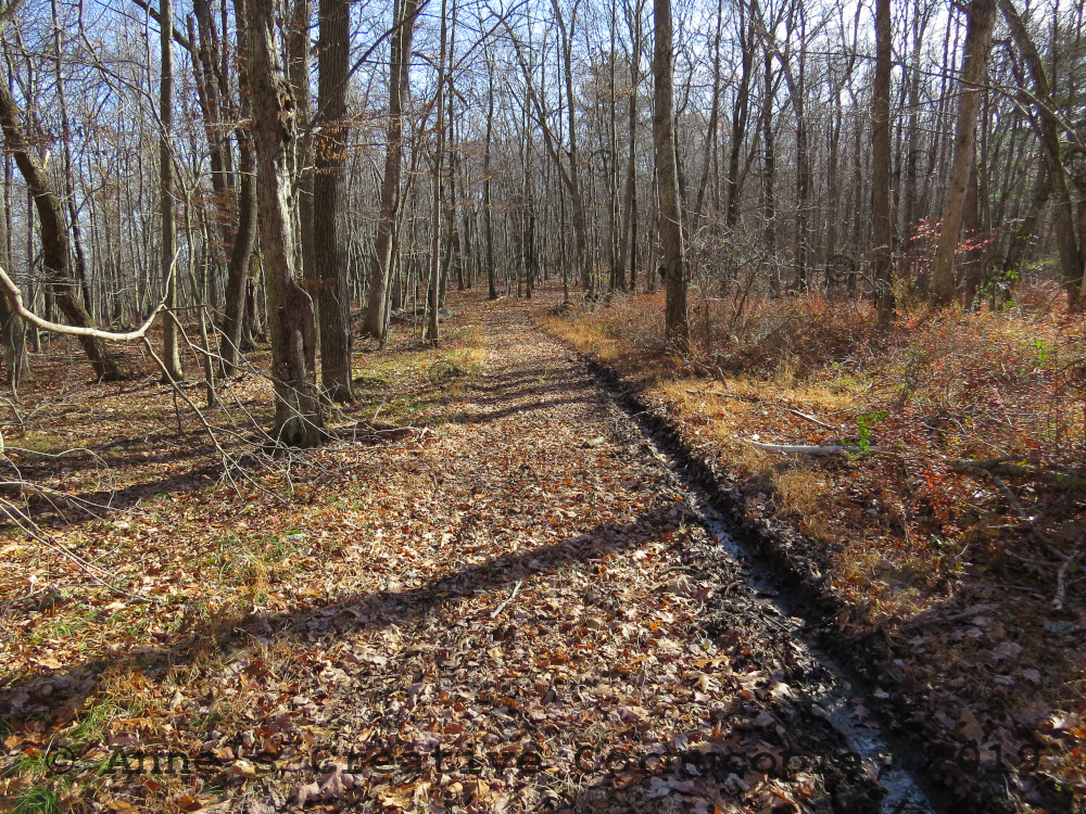 Anne's Creative Cornucopia "BaraHack" Trail In Woods Photograph