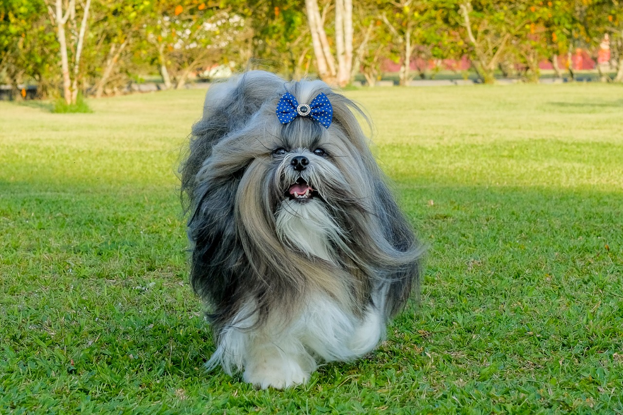 Shih-tzu brasileira é a grande vencedora da premiação 'Melhor Cão