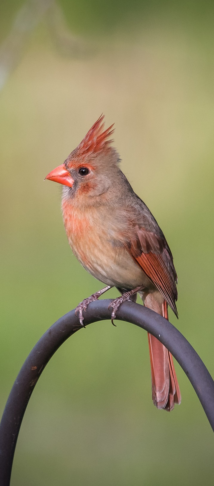 what does a visit from a female cardinal mean