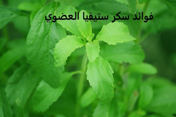 سكرستيفيا للرجيم/هل سكر ستيفيا يزيد الوزن؟ سكرستيفيا للرجيم/هل سكر ستيفيا يزيد الوزن؟