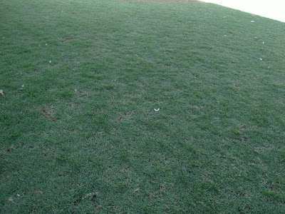 Jual Rumput Golf Bermuda Surabaya