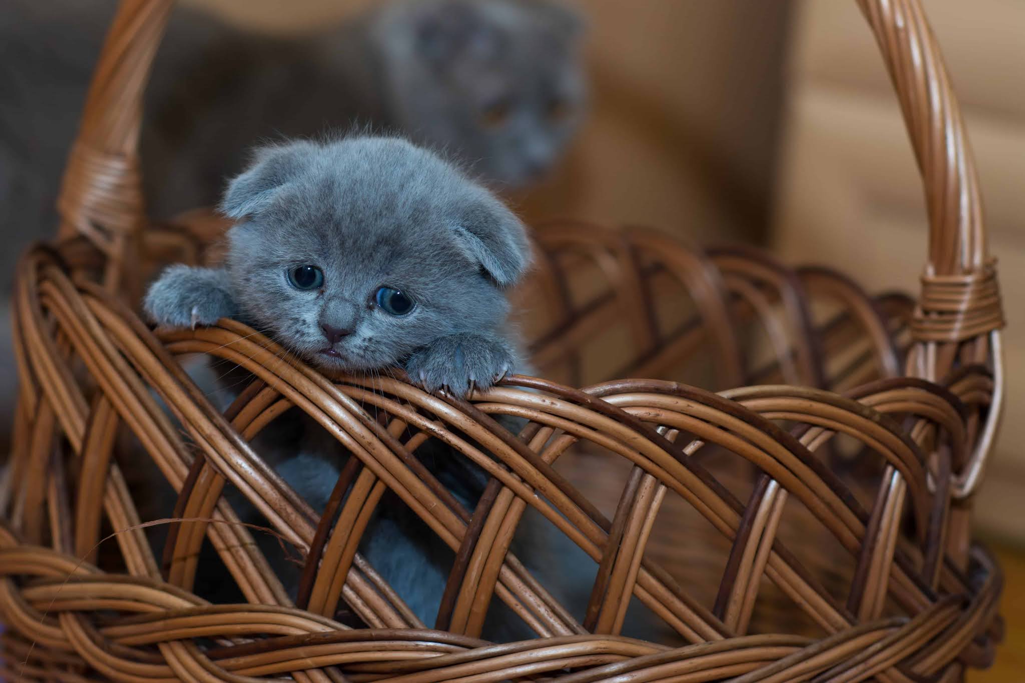 cute-kitten-images