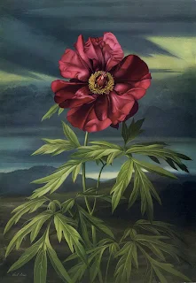 Paul Jones 1921-1997 ~ Australian painter | Flowers of May Paul Jones 1921-1997 ~ Australian painter | Flowers of May