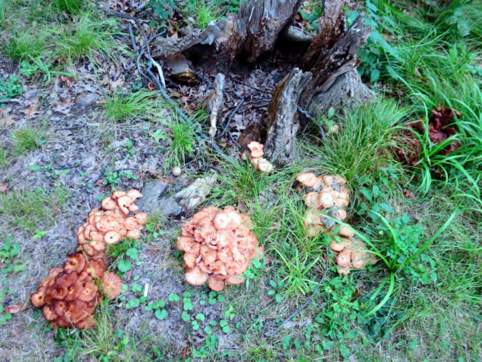 The Foraged Foodie The Ringless Honey Mushroom Armillaria Tabescens The Foraged Foodie The Ringless Honey Mushroom Armillaria Tabescens