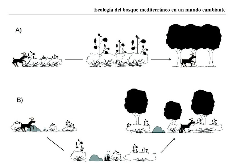 Les interaccions al Bosc Mediterrani