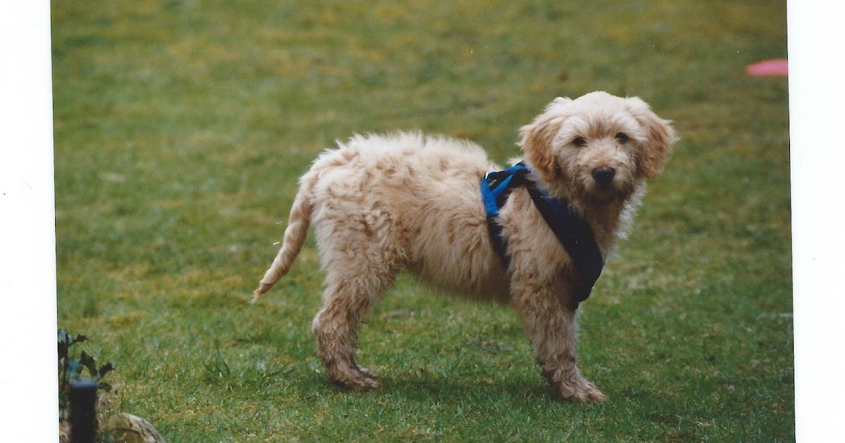 RuppiStruppi Hund sein in Ruppin "Suche Deckrüde für meine läufige