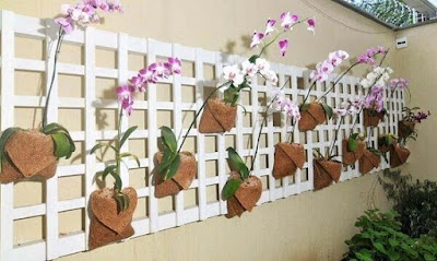 ideias para cultivar orquídeas