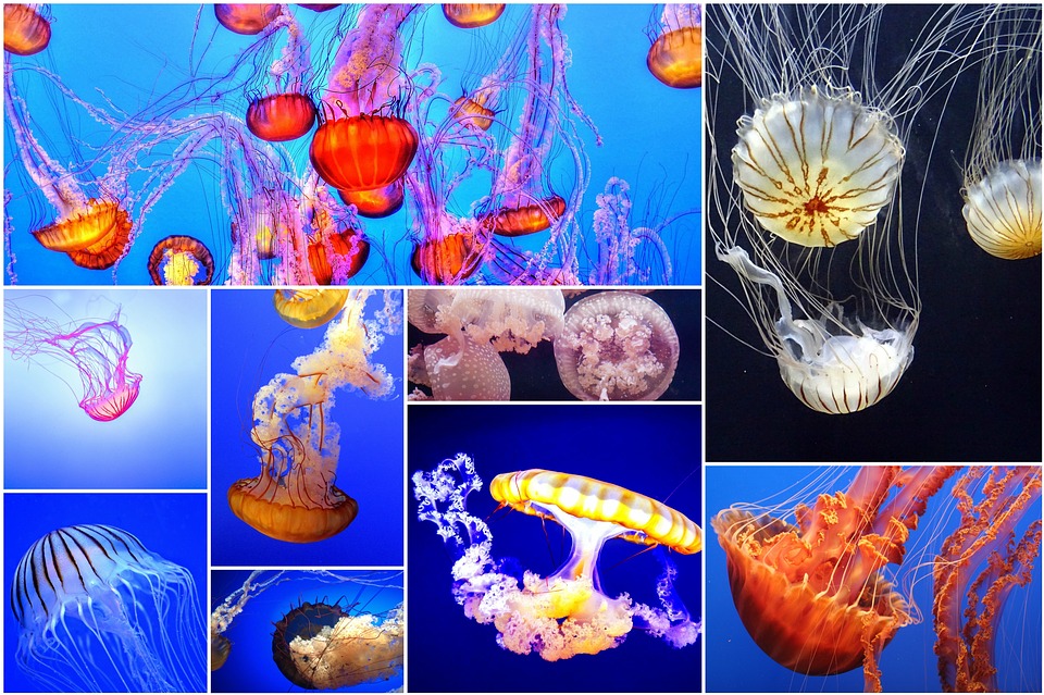 16 Amazing Facts About Jellyfish In Hindi