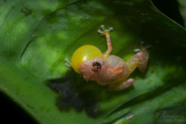 Diasporus diastema - Common Dink Frog