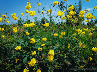 Sweet Fresh Yellow Color Flowers Blooming In The Rice Field On A Sunny Day Ringdikit North Bali Indonesia