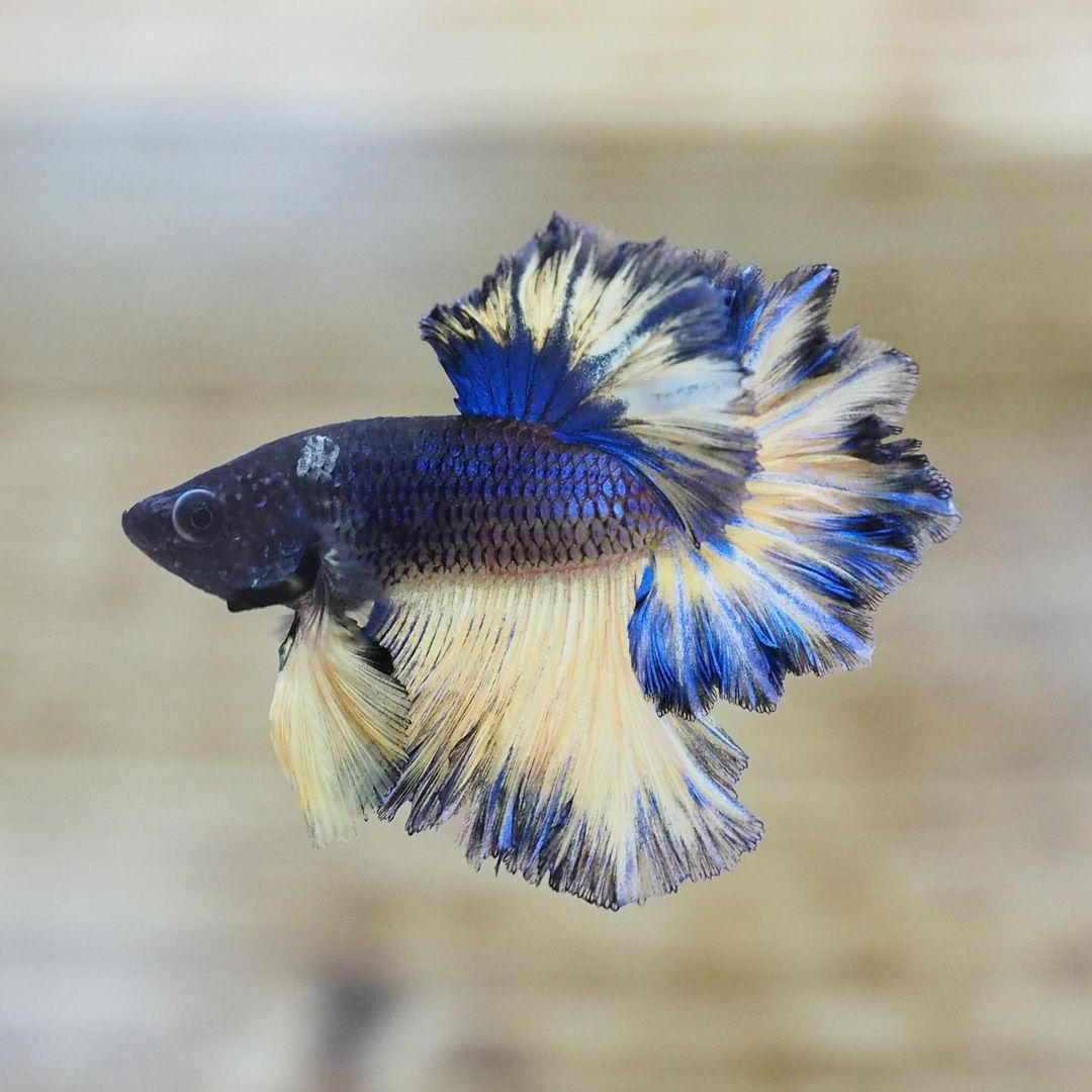 The Superb Live Male Blue Mustard Gas Rosetail Betta Siamese Fighting Fish