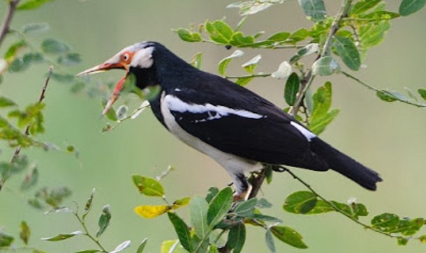 Download Suara Burung Jalak Suren Gacor Jawa Malaysia Burung Bunyi