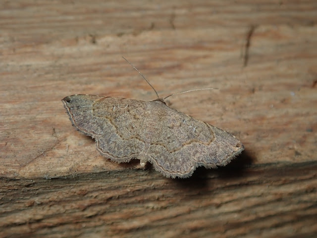 Rhesala moestalis Rhesala moestalis
