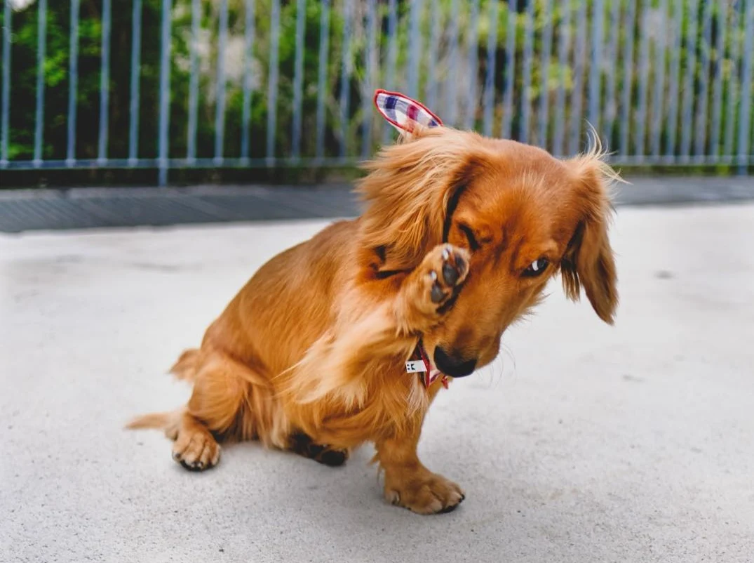 Why Do Dogs Rub Their Faces On Bed