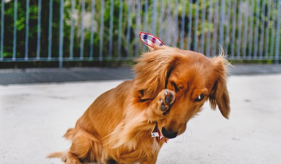 Why Do Dogs Rub Their Face On The Ground