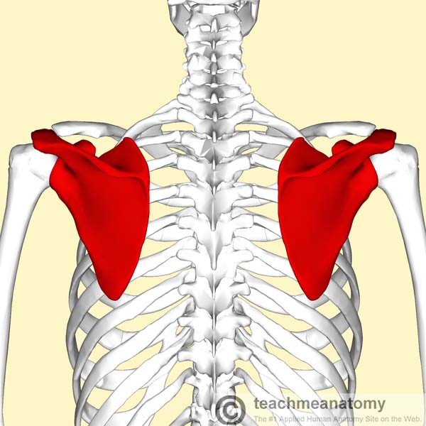 scapula bone Anatomy