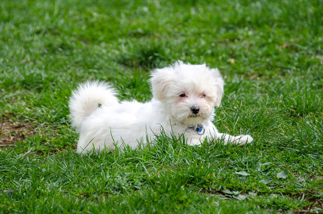 Small puppy sitting on grass