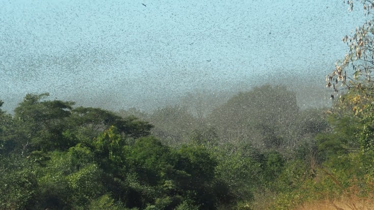 لماذا يوجد الكثير من الجراد في شرق أفريقيا؟
