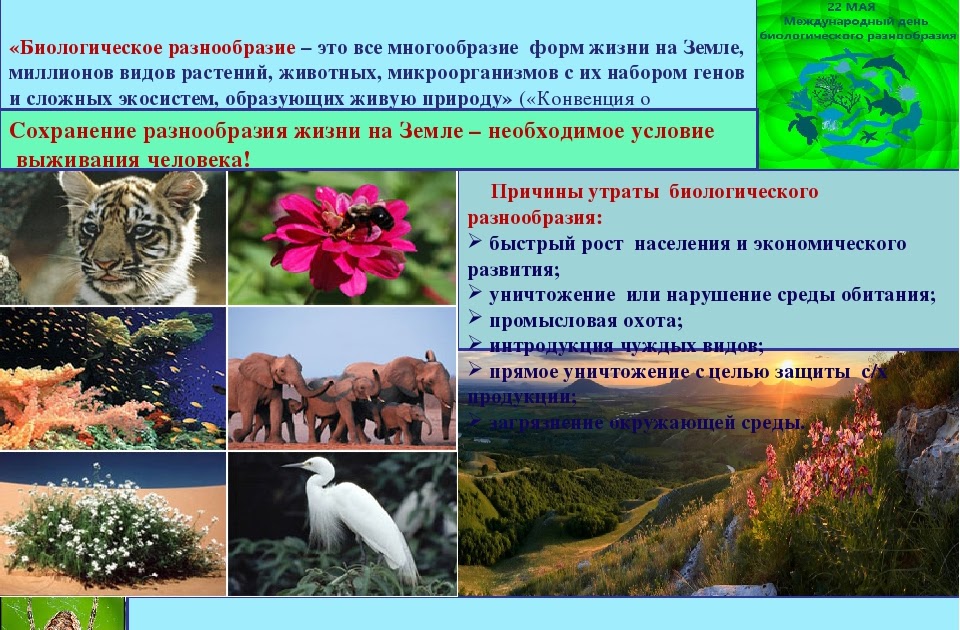 Многообразие биологических видов. Биологическое разнообразие. Биоразнообразие в экосистеме. Сохранение биоразнообразия.
