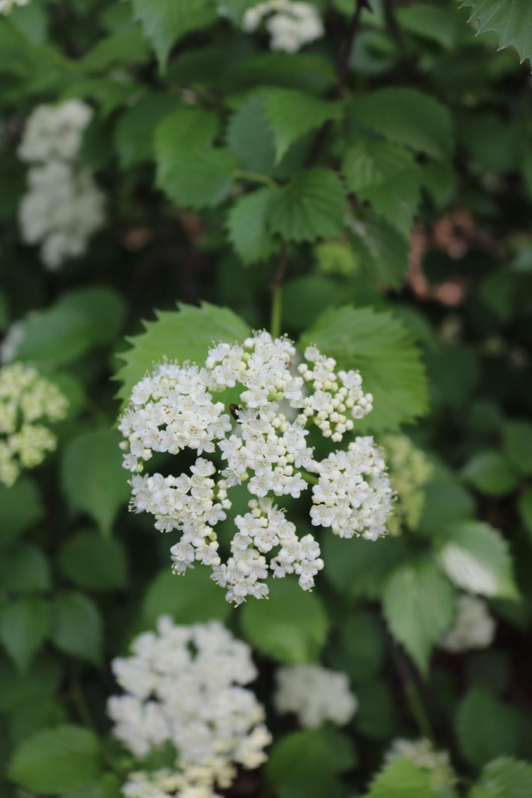 Glory S Garden Fooled By A Snowball Viburnum