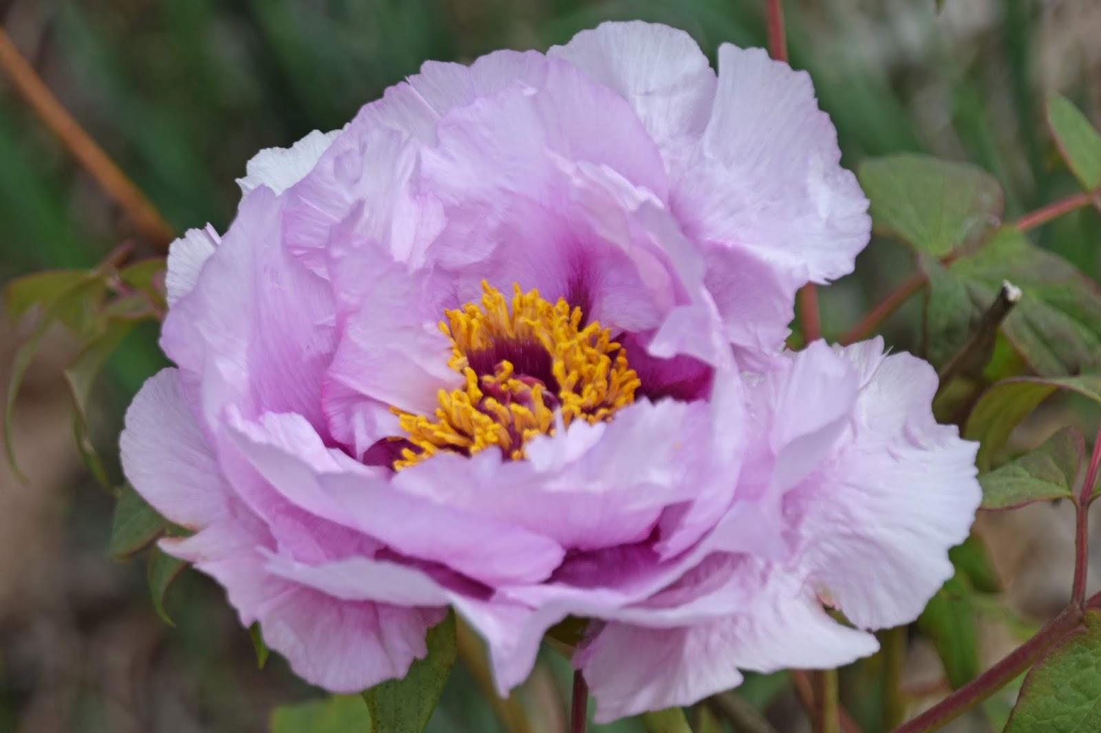 Southern Peony 2019 Peony Blooms Week 2 Early