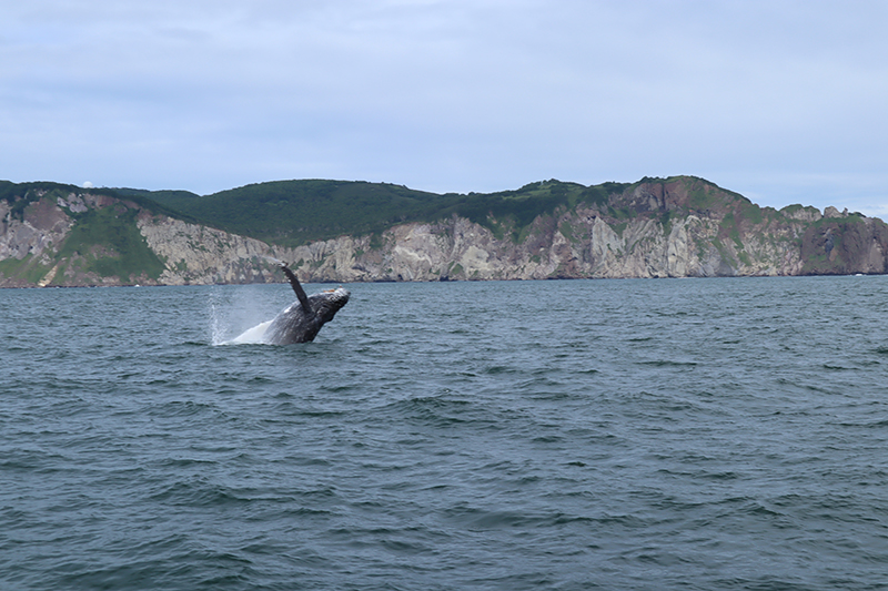 Камчатка выход в Тихий океан Горбатый кит