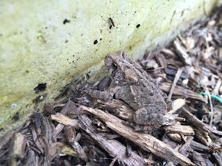 eastern american toad in garden