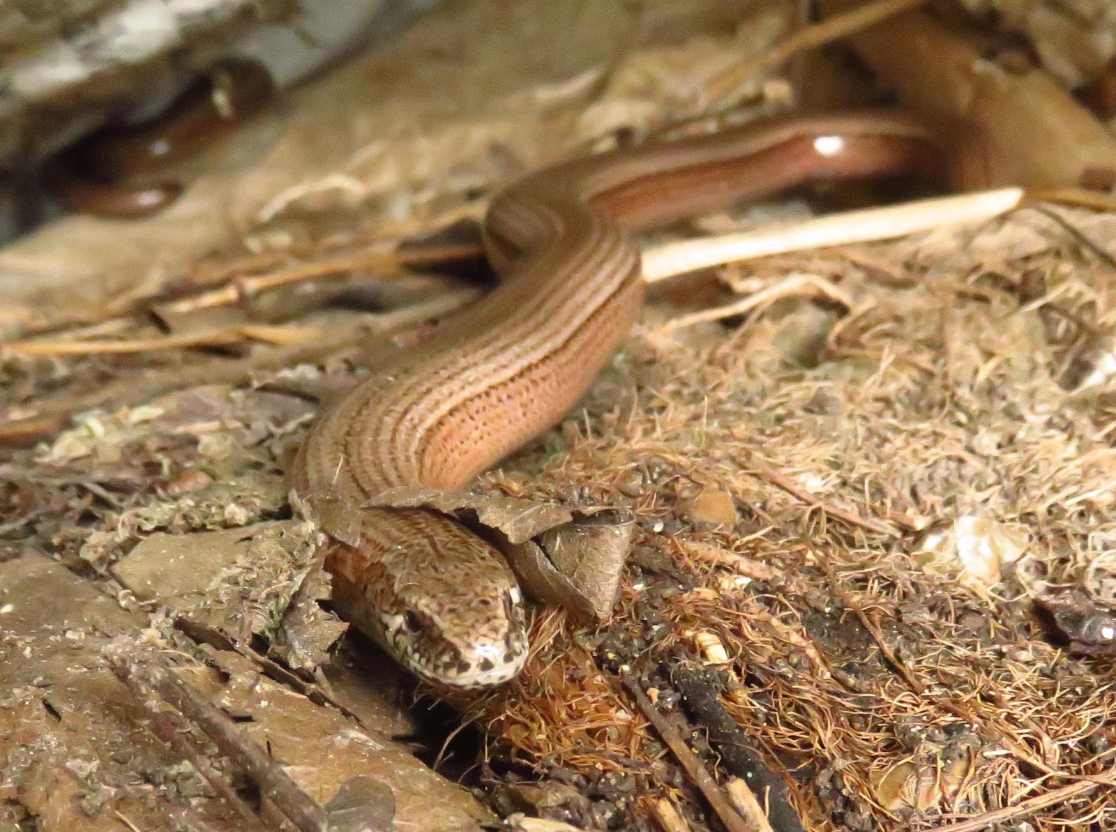 MERSEA WILDLIFE GARDEN SLOWWORMS MERSEA WILDLIFE GARDEN SLOWWORMS