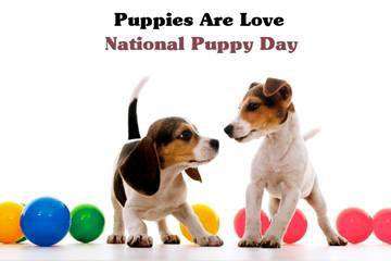 National Puppy Day Wishes Images download National Puppy Day Wishes Images download