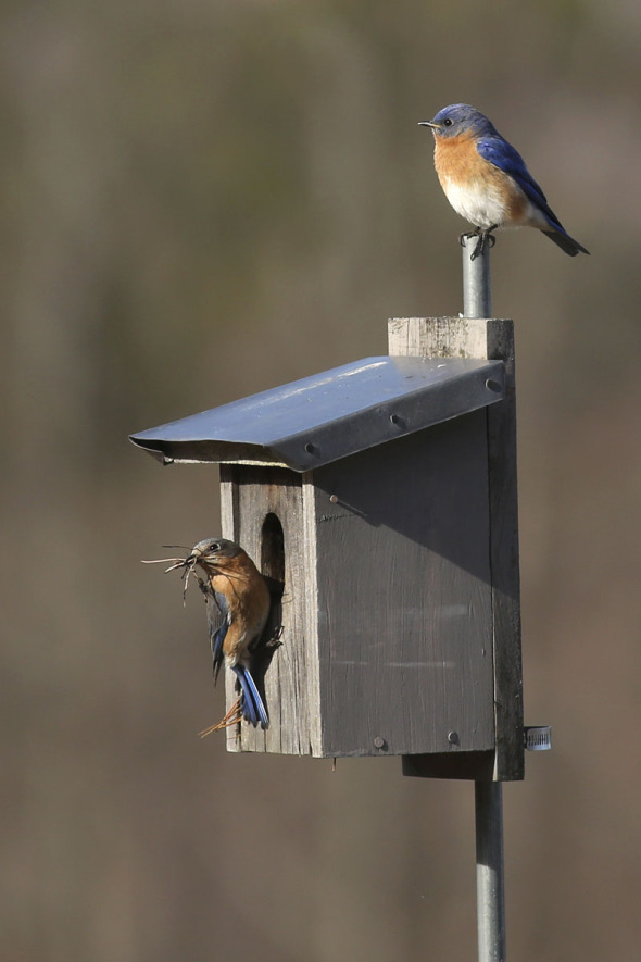 Bluebirds Building in A Nest Box