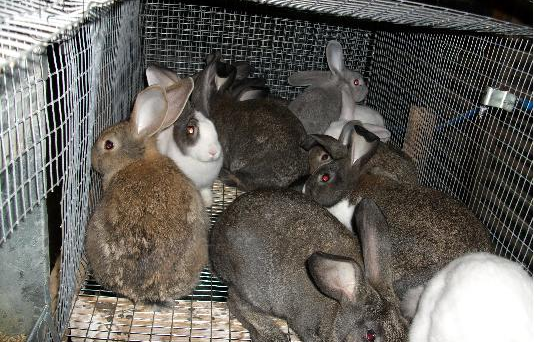 Ελληνικές Κότες: Ζευγάρωμα κουνελιών: Μυστικά για να γεννοβολούν