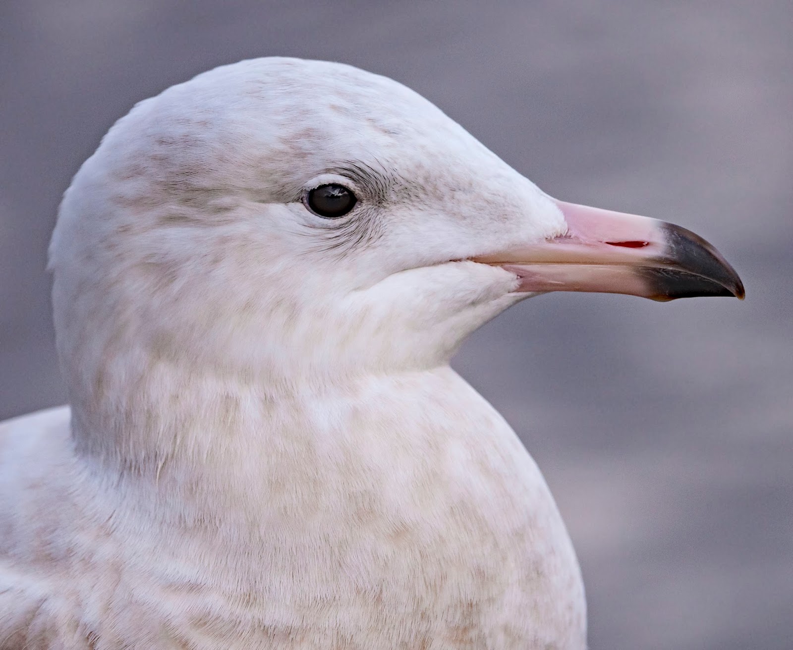 GeekTeacher's Birding Scrapbook: Goodness, Glaucous. Me!
