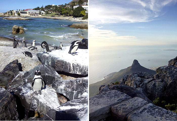La Böcöque. Aventuras en Sudáfrica. pingüinos