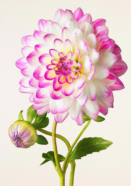 flower coloring pages holiday.filminspector.com